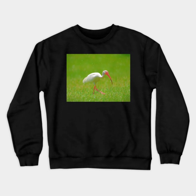 Florida Birding Crewneck Sweatshirt by jillnightingale